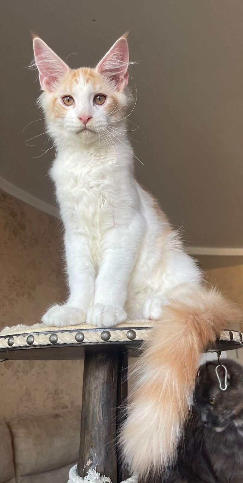 Maine Coon Grooming Tips