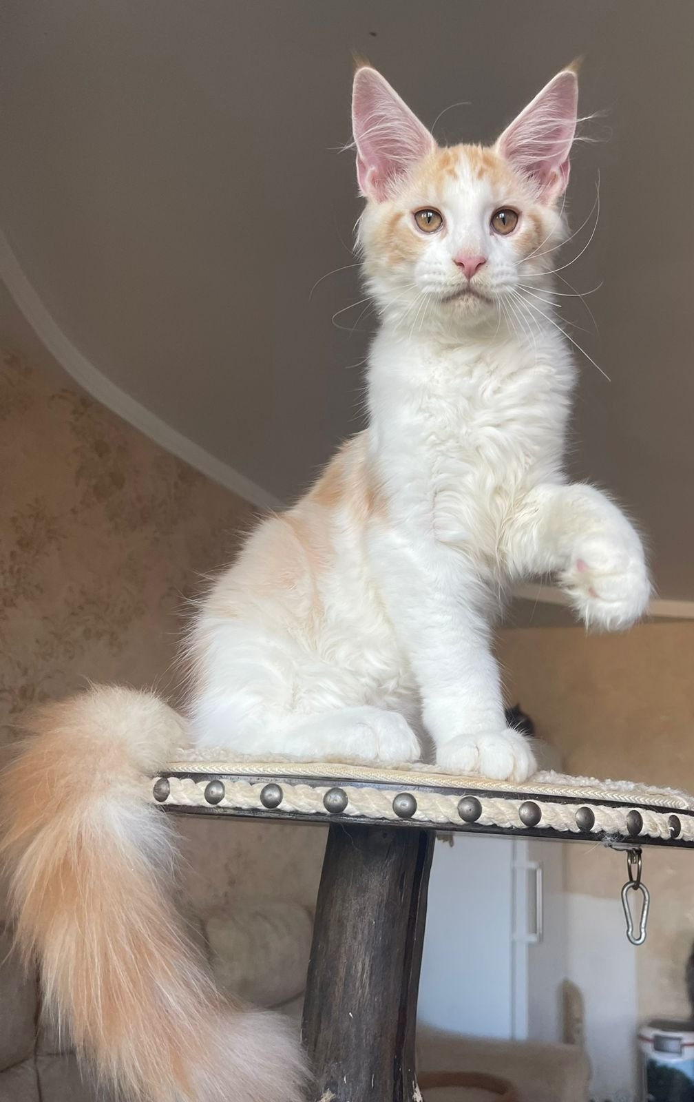 Maine Coon Grooming Tips