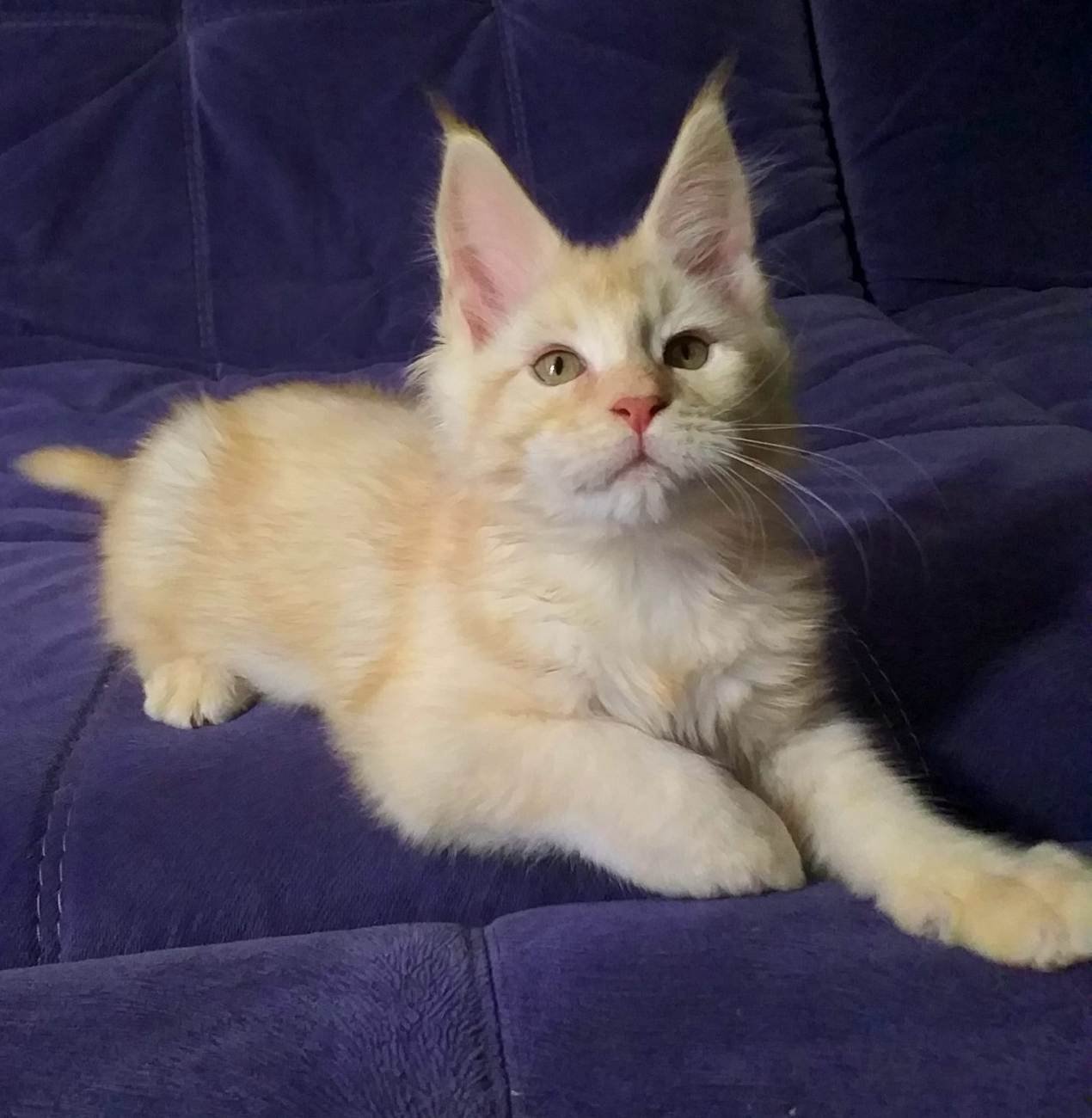 Main Coon Kitten