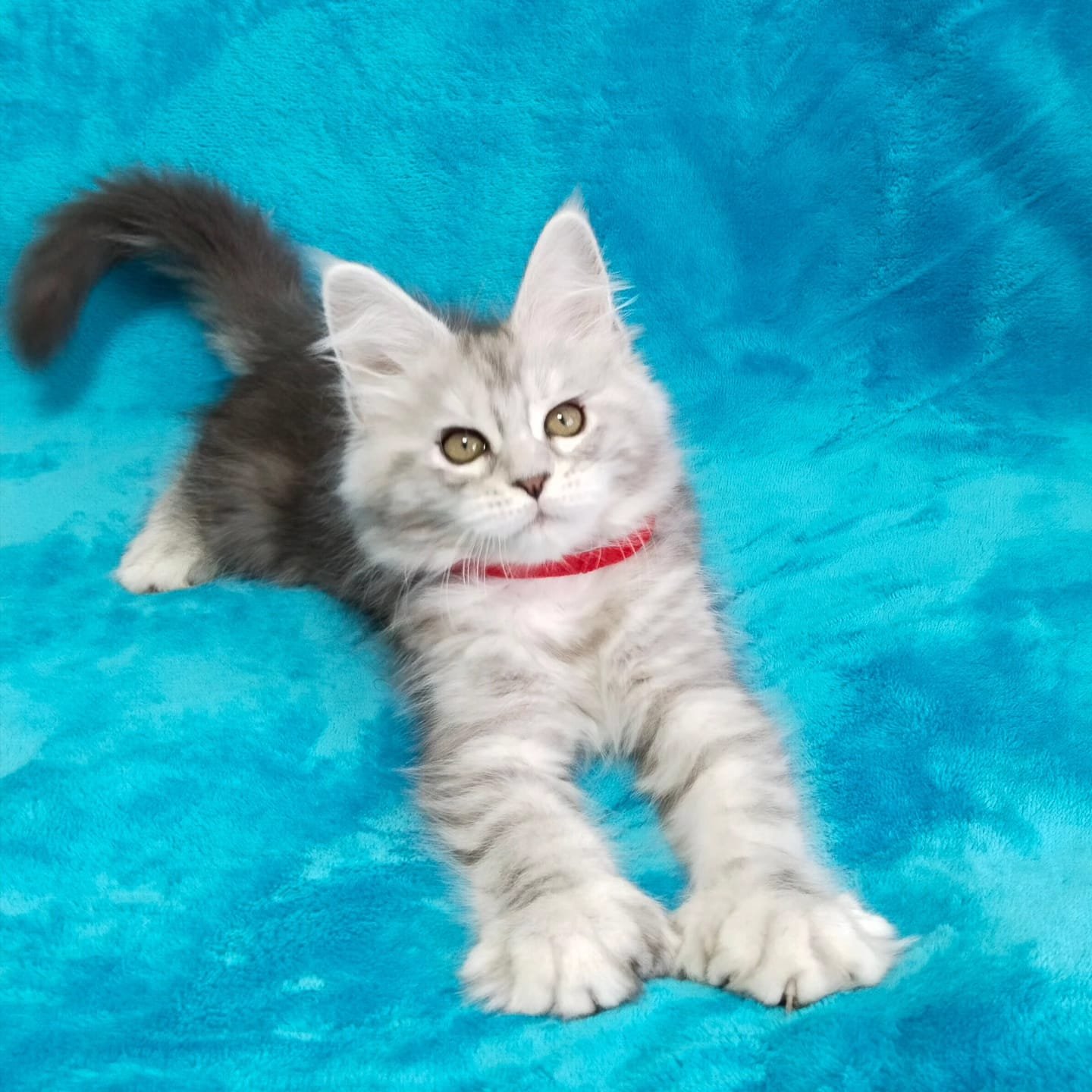 Kitten Ariel