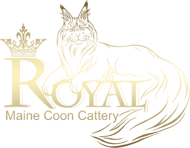 Royal Maine Coon Cattery