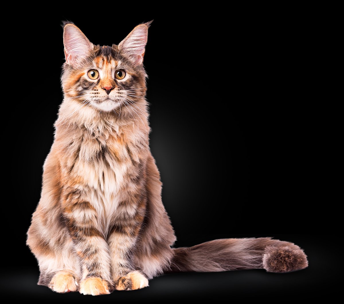 Maine Coon Lifespan
