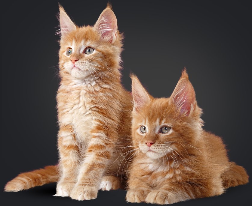 Maine Coon Kittens Cattery