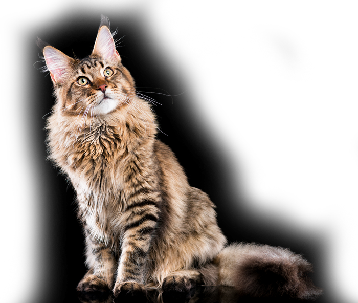 Maine Coon Cats