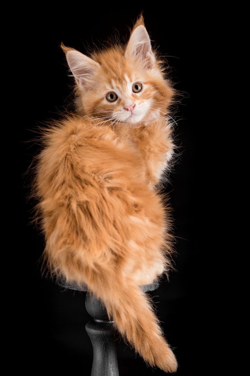 maine coon kittens for sale