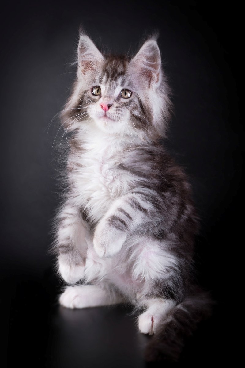 maine coon kittens for sale