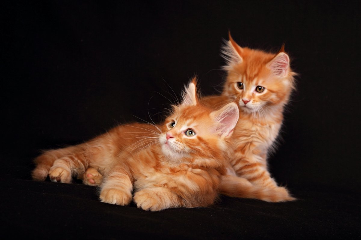 Maine Coon Kittens For Sale
